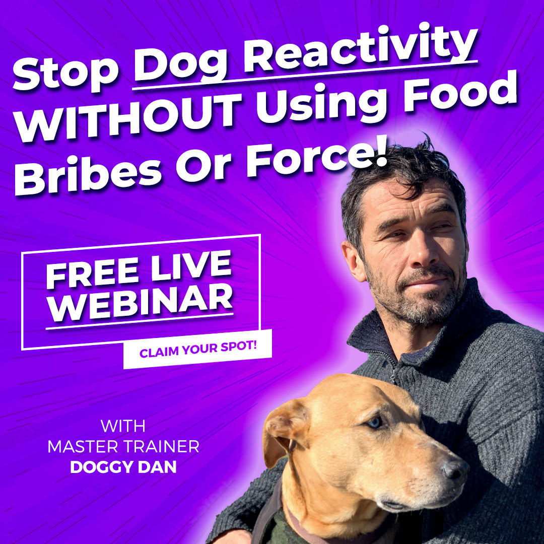 Dog Trainer Image 1