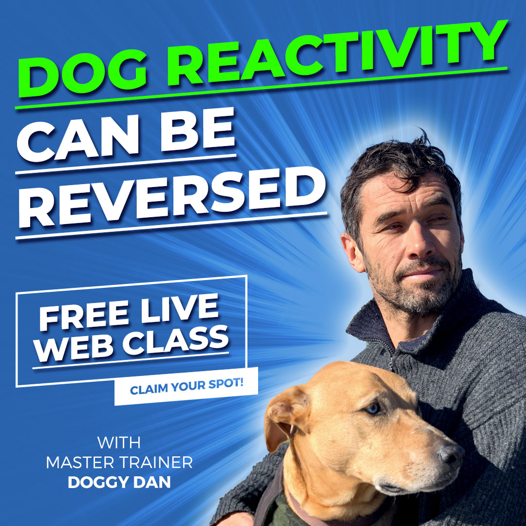 Dog Trainer Image 2